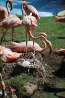 Flamingi - National Geographic PL